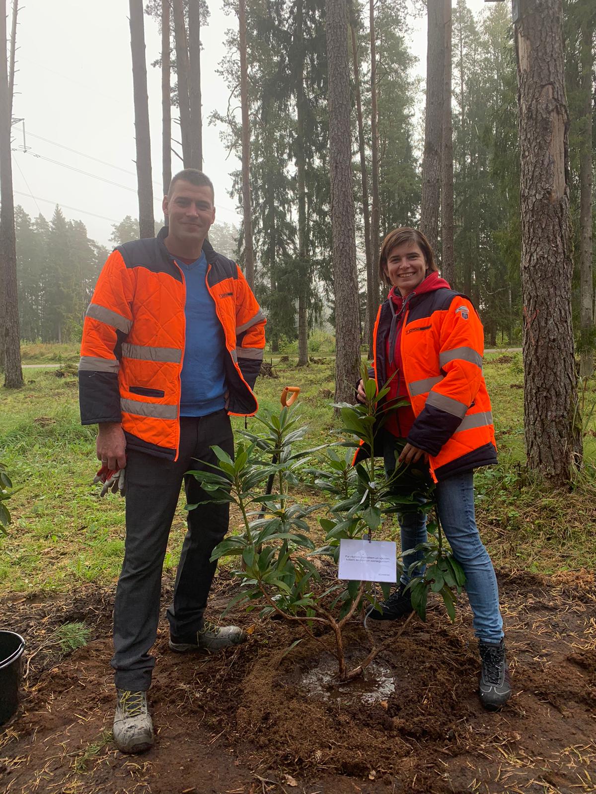 two persons planting rhododenderon